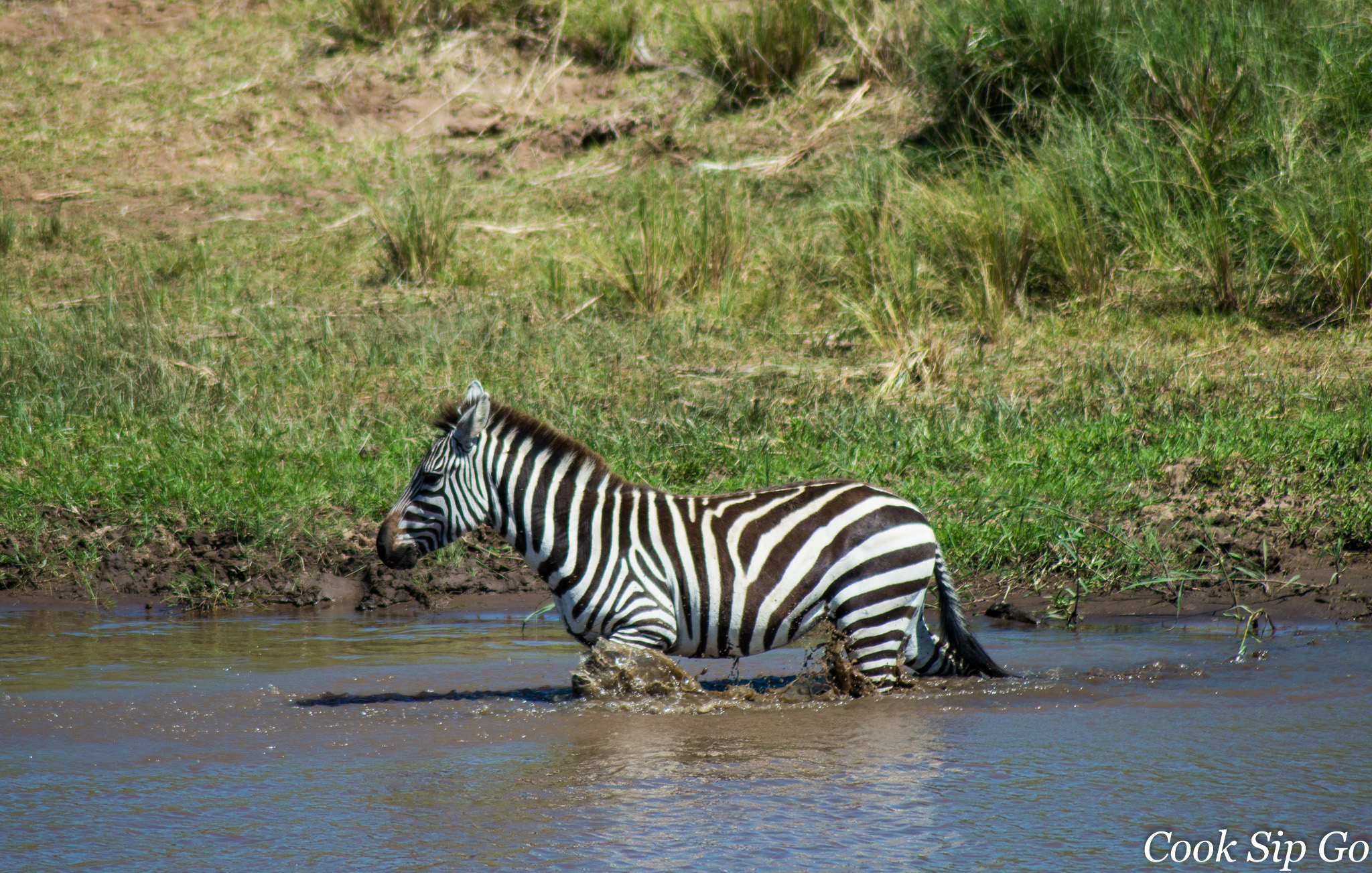 Monday Morning Photo Zebra Crossing The Mara River In Kenya 0302