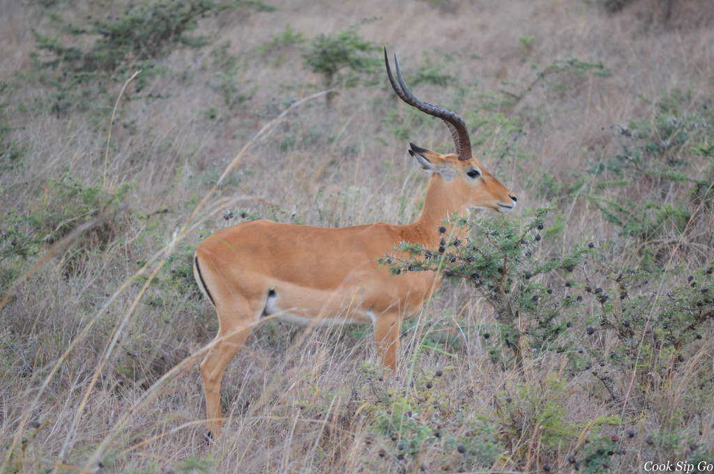 Impala